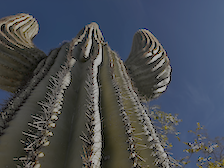 Saguaro Cactus