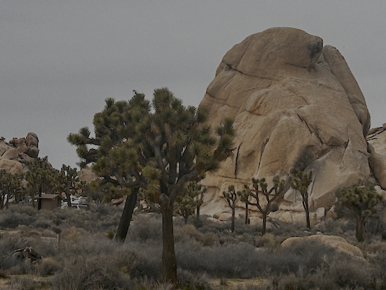 Joshua Trees
