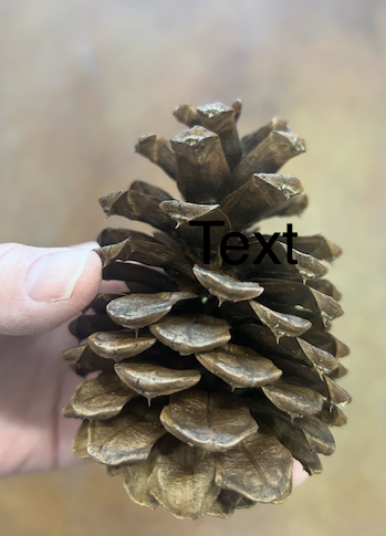 Pinecone