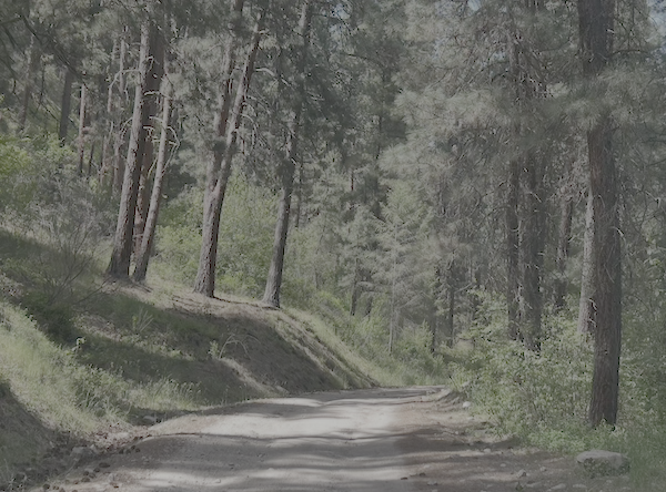 Winding Road with Ponderosa Pines