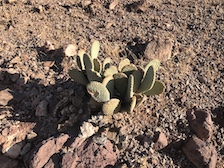 Prickly Pear Cactus